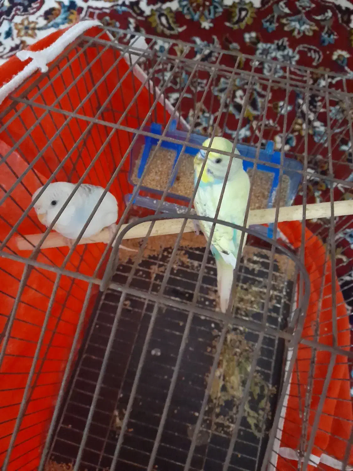 دو عدد مرغ عشق|پرنده|نگین شهر, |دیوار