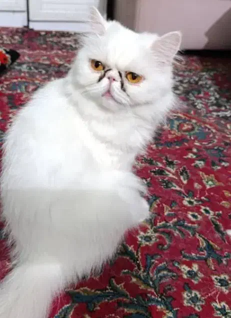 گربه پرشین|گربه|بندرعباس, |دیوار