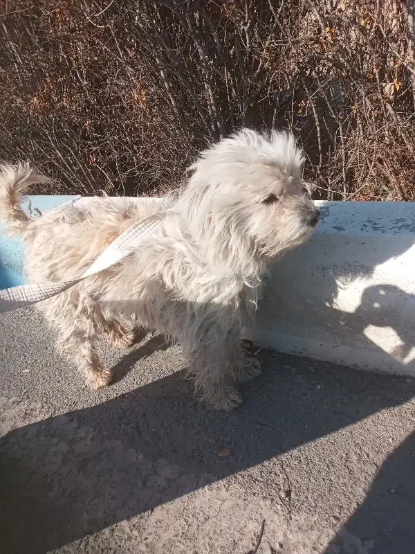 سگ پاکوتاه|سگ|محمدشهر, محمدشهر|دیوار