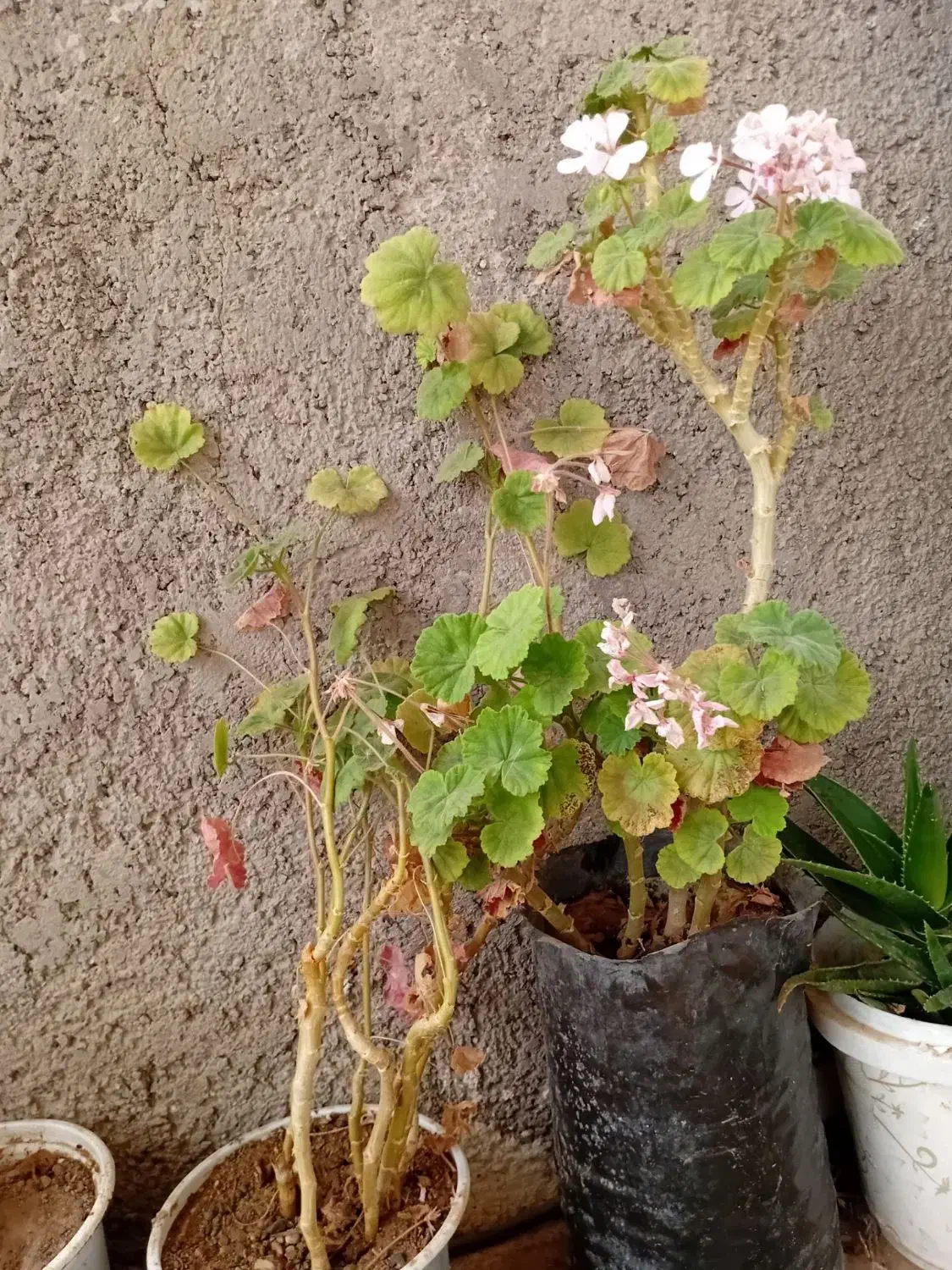 گل و گیاه|گل و گیاه طبیعی|ابهر, |دیوار