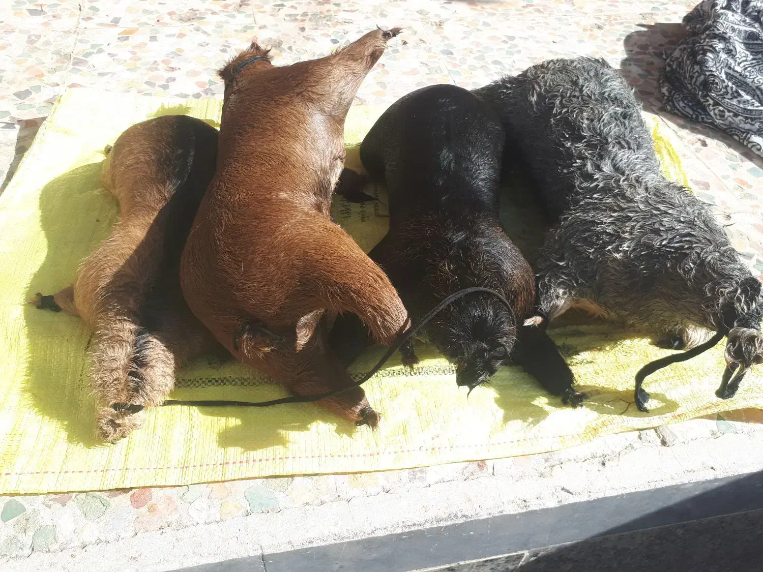 هیزه فروشی|لوازم جانبی حیوانات|خرم‌آباد, |دیوار