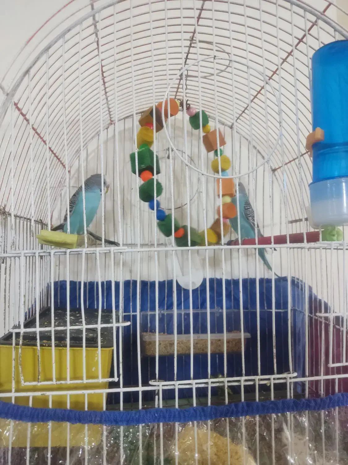 مرغ عشق|پرنده|مهاباد (آذربایجان غربی), |دیوار