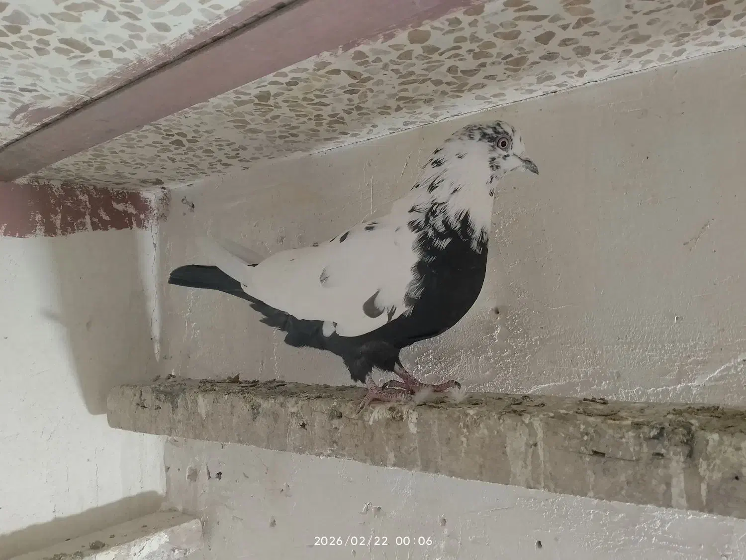 دوتا طوقی|پرنده|اردبیل, |دیوار