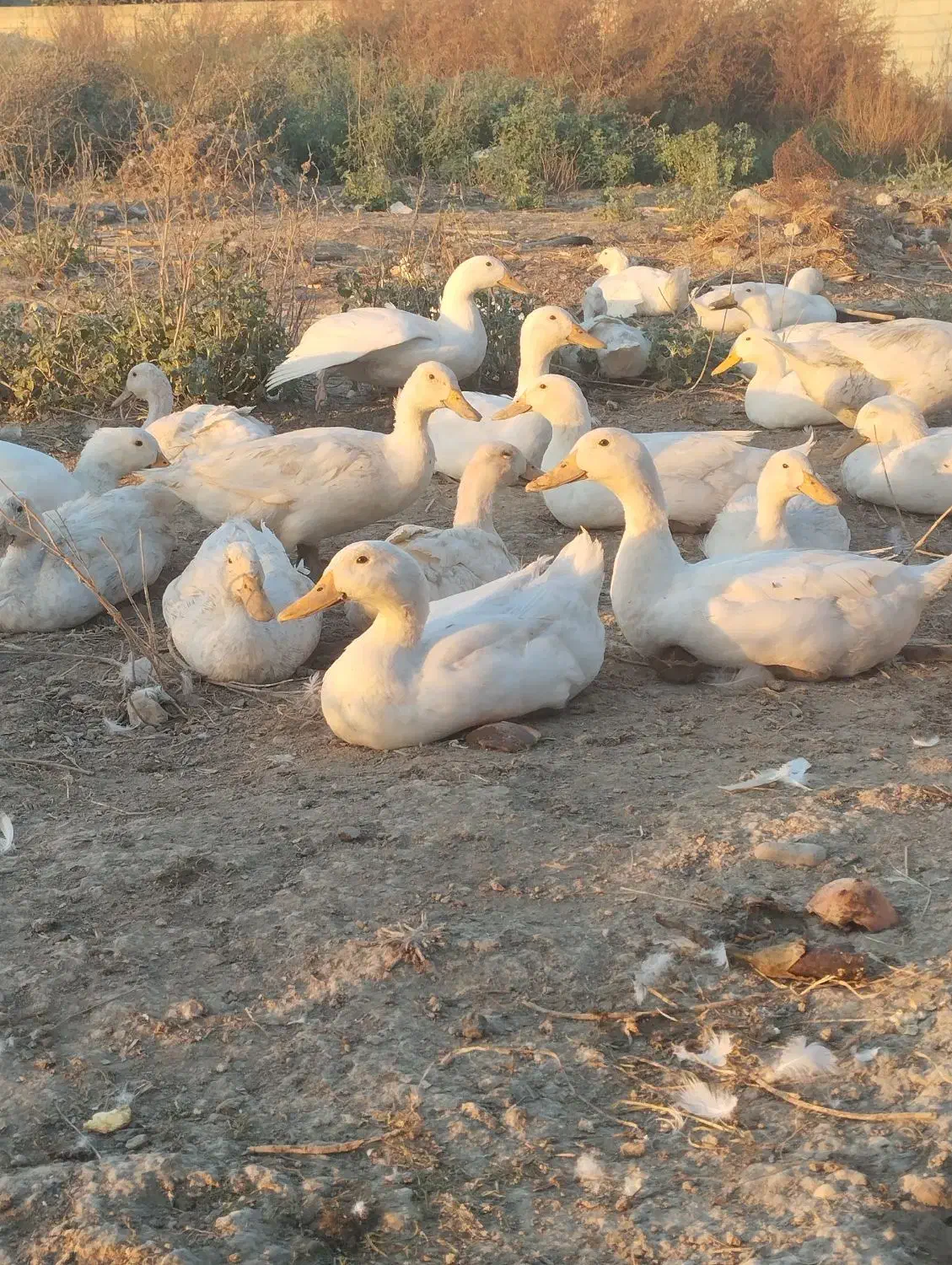 ۸۰عدد اردک پکنی تخم گذار|حیوانات مزرعه|گرگان, |دیوار