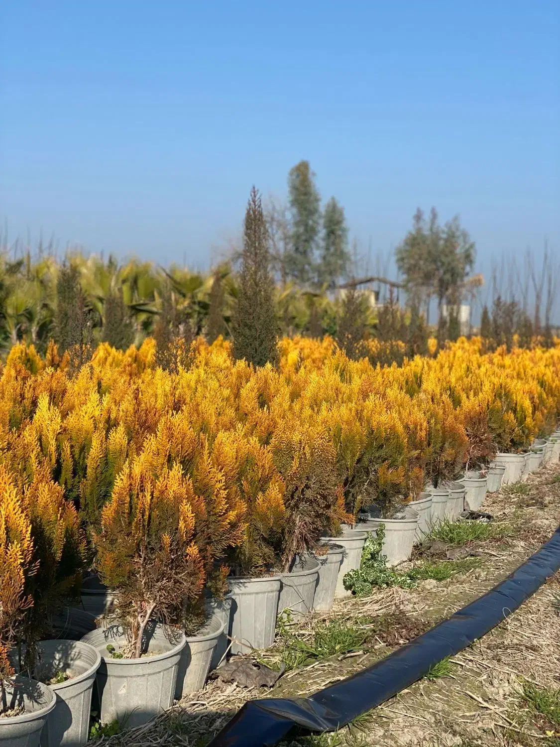 نهالستان گل محمدی|خدمات باغبانی و درختکاری|ارومیه, |دیوار