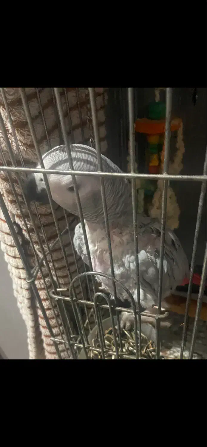 پرنده|پرنده|تهران, سنگلج (شاپور)|دیوار