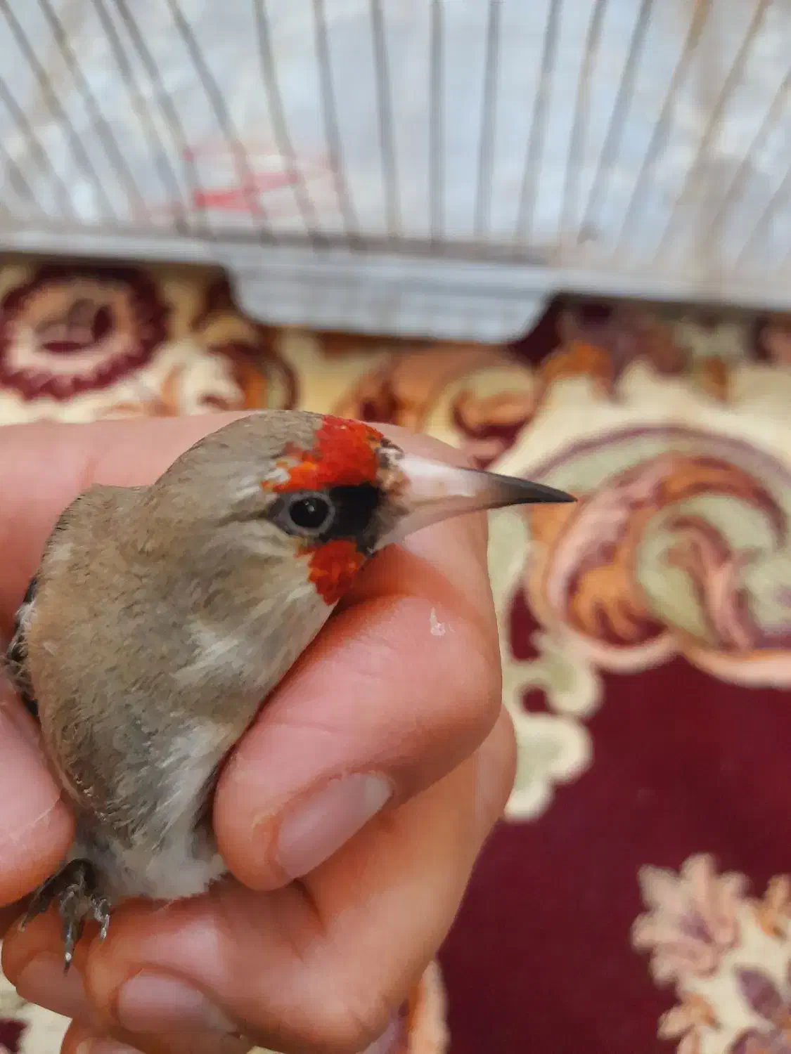 سهرهای نر|پرنده|رشت, اسماعیل آباد|دیوار