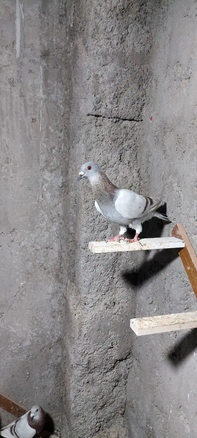 کبوتر پوس پیازی|پرنده|شیراز, میرزاکوچک خان|دیوار