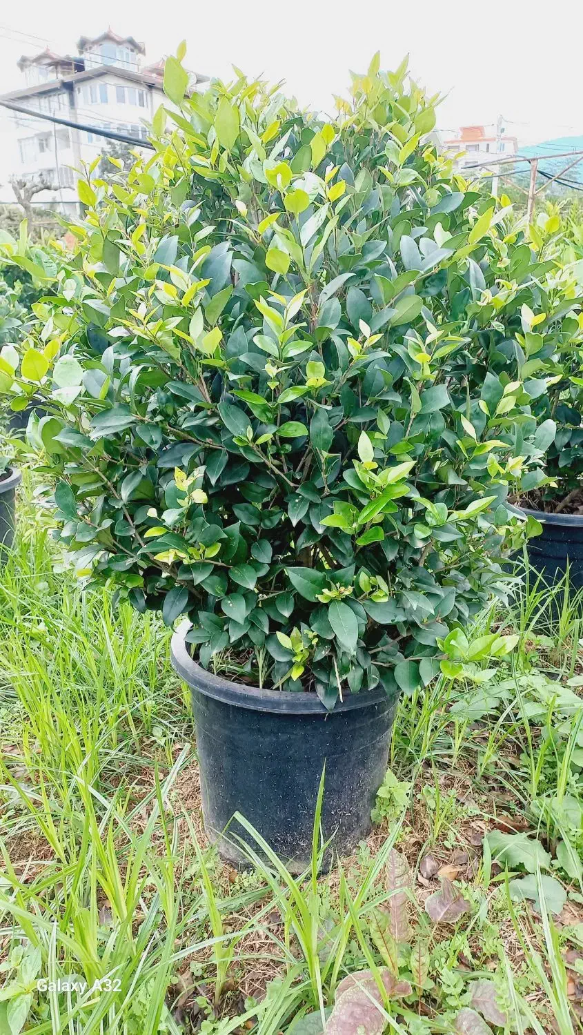 یاس هلندی آماده فروش|گل و گیاه طبیعی|چابکسر, |دیوار