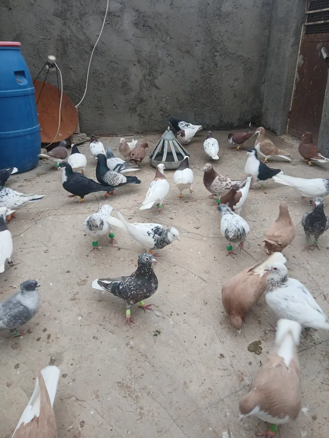 کبوتر رنگی|پرنده|مشهد, آیت الله خامنه‌ای|دیوار