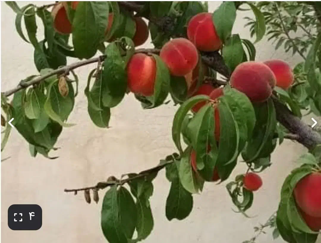 ویلا باغ نقلی 400مترزمین 60متربنا سند تک برگ|فروش خانه و ویلا|دماوند, دماوند|دیوار