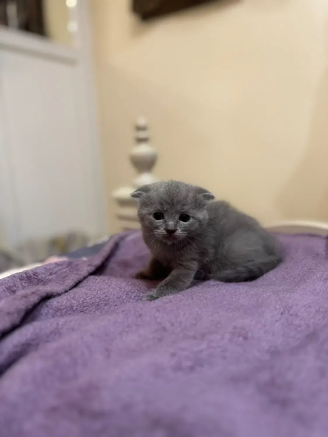 گربه اسکاتیش بلو اشرافی|گربه|آمل, |دیوار