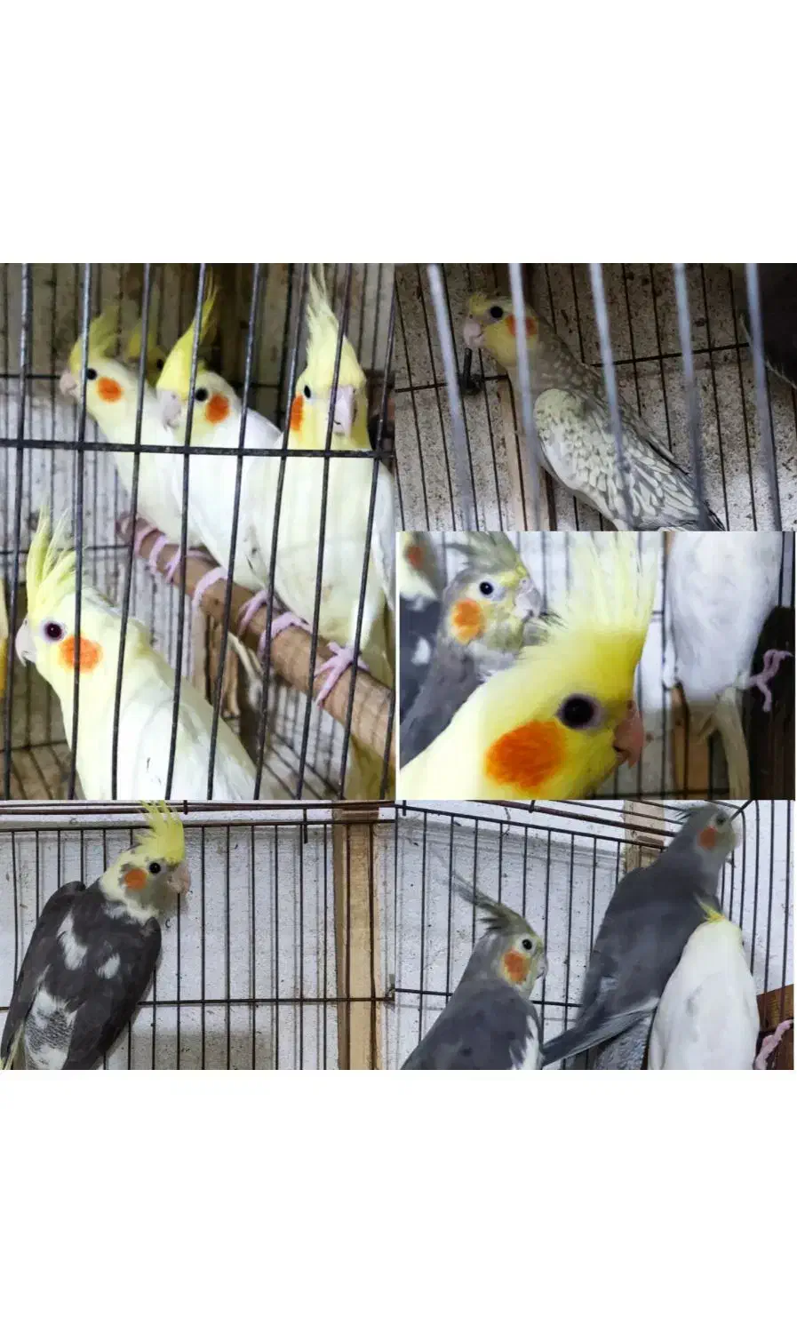 جوجه عروس دونه خور|پرنده|رشت, بلوار گیلان|دیوار
