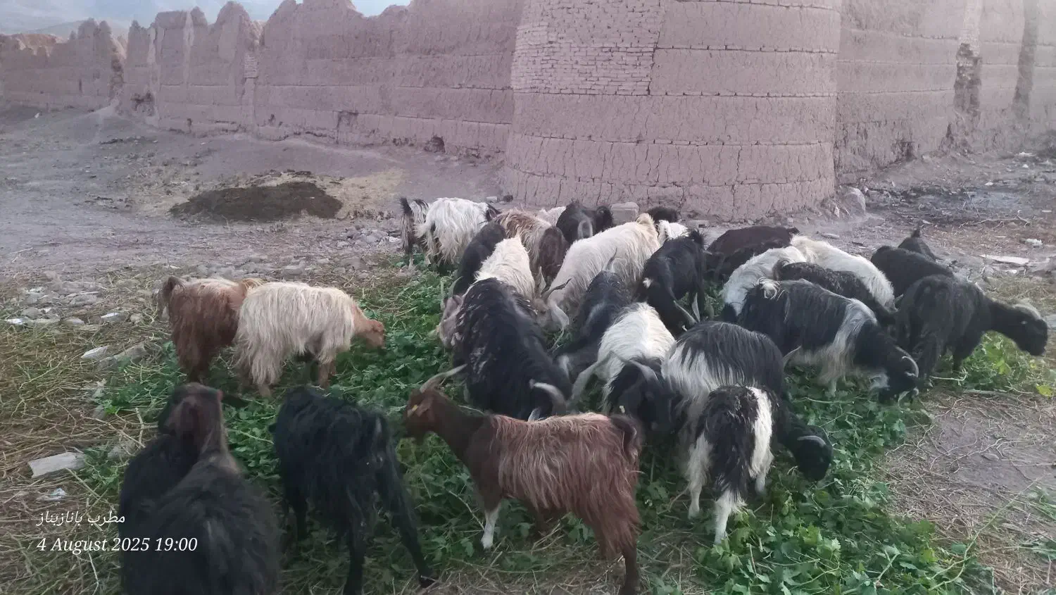 بزداشتی|حیوانات مزرعه|بوانات, |دیوار