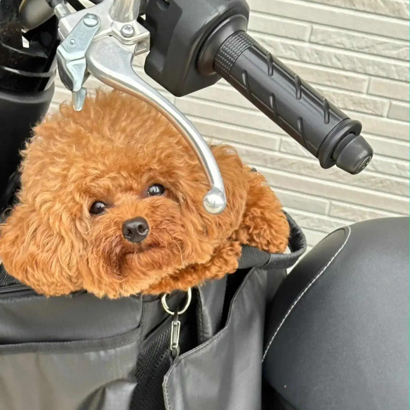 پودل.پامر رایگان|خدمات پیشه و مهارت|هشتگرد, شهرک ایران خودرو|دیوار