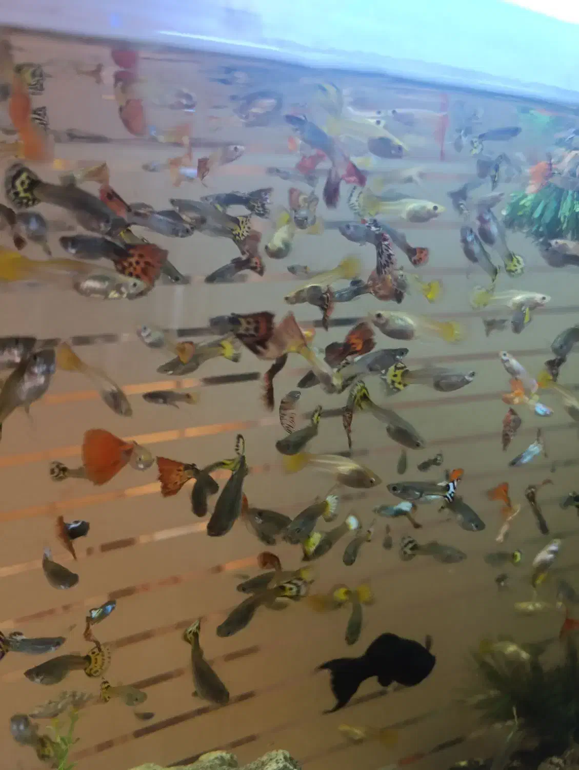 ماهی گوپی|ماهی|یزد, |دیوار