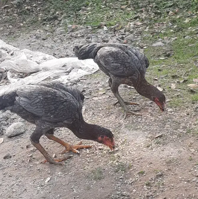 مرغ لاری طوسی|حیوانات مزرعه|رشت, عینک|دیوار