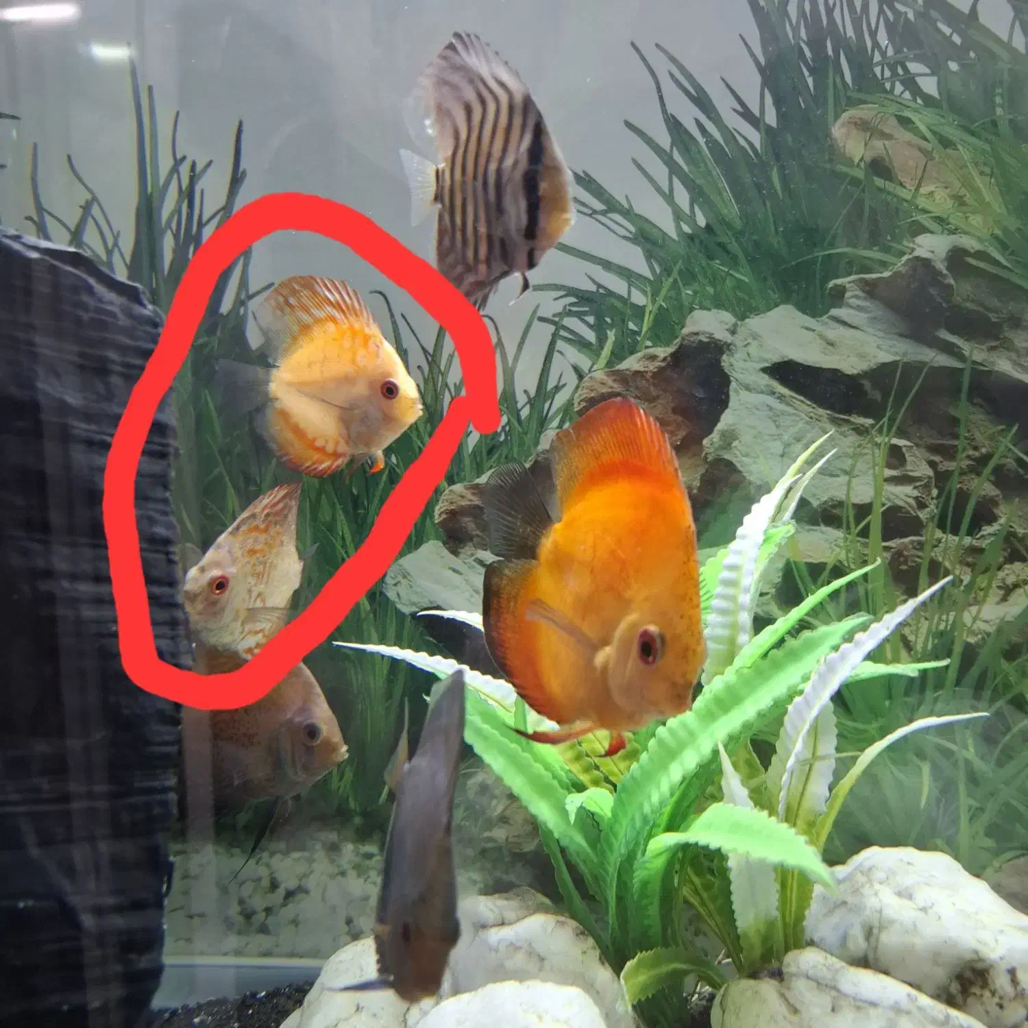 ۲عدد ماهی دیسکس ۲اینچ معاوضه باعروس هلندی|ماهی|مشهد, قائم|دیوار