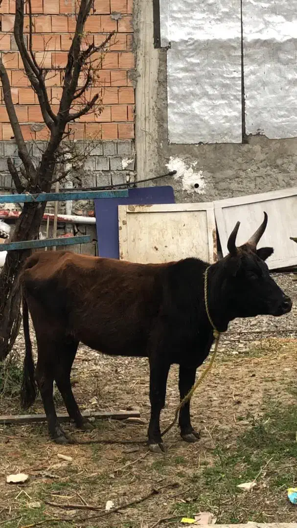 گاو ۷۰ کیلویی سالم و سرحال|حیوانات مزرعه|چالوس, |دیوار