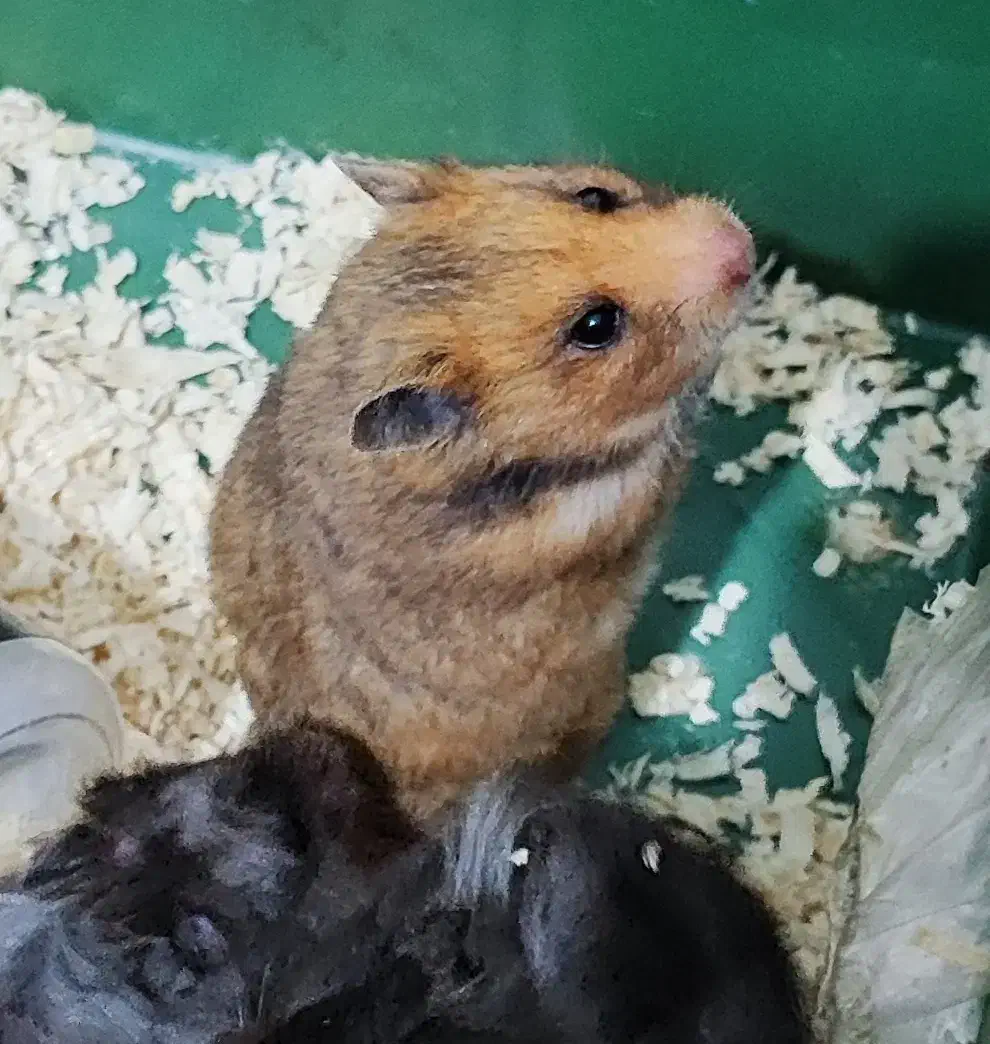 فروش تکی یا گله ی همستر سوری مو بلند|موش و خرگوش|پرند, فاز ۶|دیوار