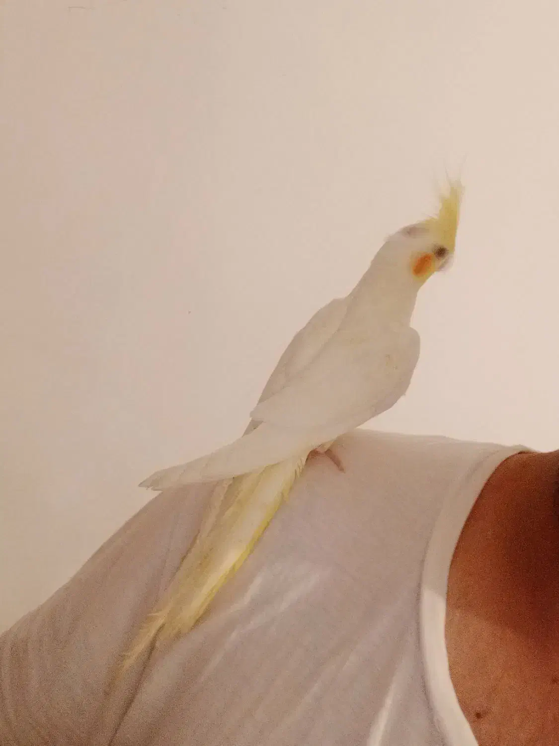 عروس هلندی نر رام|پرنده|کنگاور, |دیوار