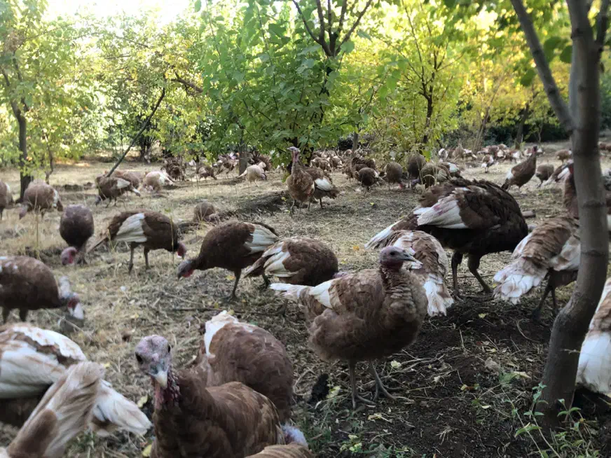 فروش تخم بوقلمون و جوجه بوقلمون بوربون|حیوانات مزرعه|تهران, امیریه|دیوار