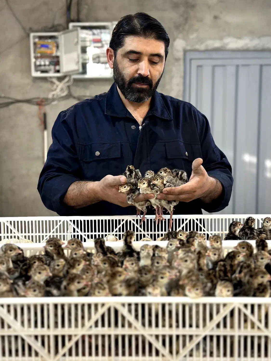 جوجه بوقلمون|حیوانات مزرعه|تهران, هلال احمر|دیوار