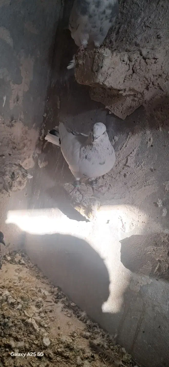 کیوتر تهرونی یا شیخ شیرازی|پرنده|شیراز, وزیرآباد|دیوار