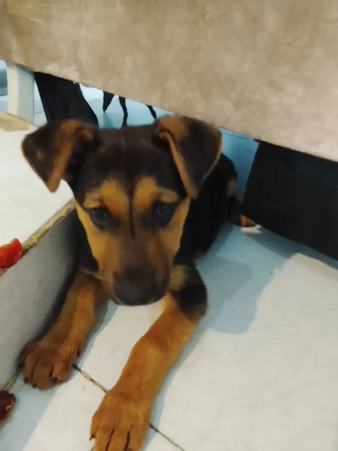 توله ژرمن سه ماهه|سگ|کرج, حیدرآباد|دیوار