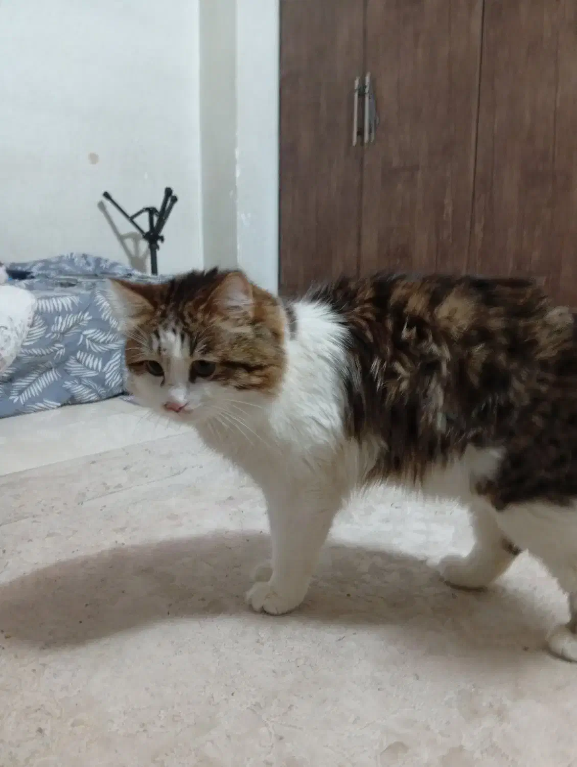 واگذاری گربه نر|گربه|اصفهان, بهارستان|دیوار