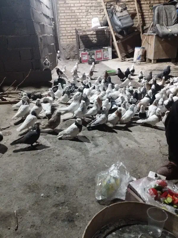 80دانه کبوترطوقی ودم سفیدودم سیاه|پرنده|سنقر, |دیوار