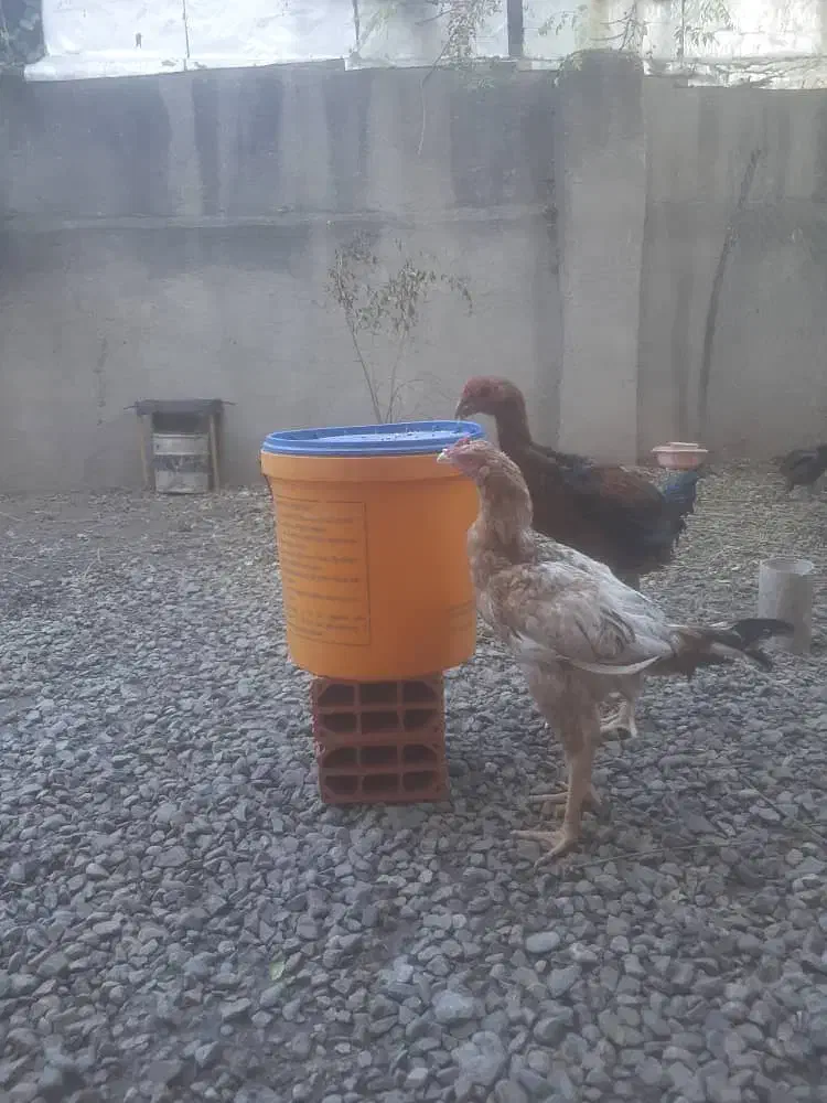 دوعددخروس لاری|حیوانات مزرعه|خان ببین, |دیوار