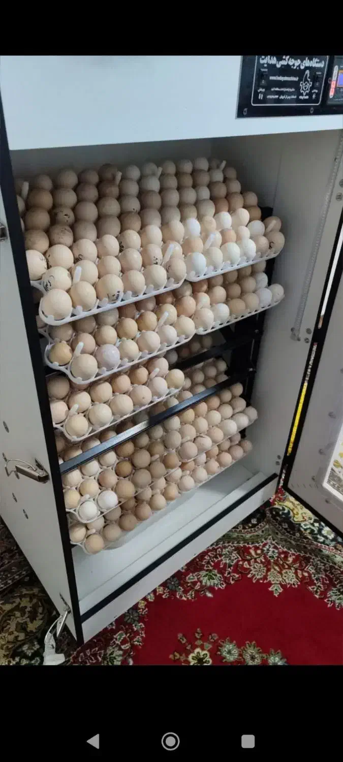 دستگاه جوجه کشی 504 تای هدایت|ماشین‌آلات صنعتی|تاتار علیا, |دیوار