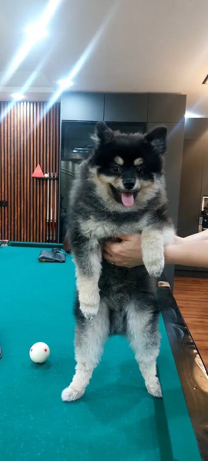 سگ پامرین بلک اندتن اصیل|سگ|کهریزک, |دیوار