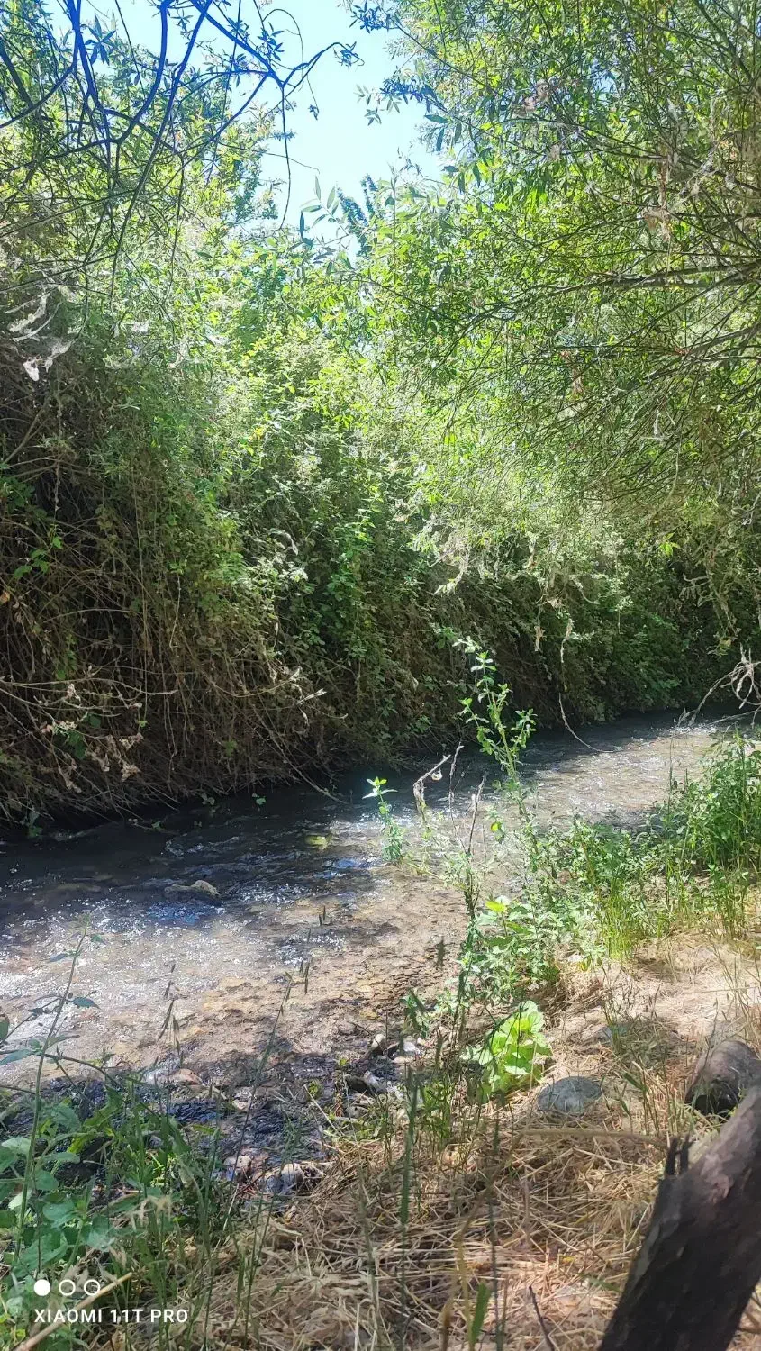 نخود|خوردنی و آشامیدنی|چگنی, |دیوار