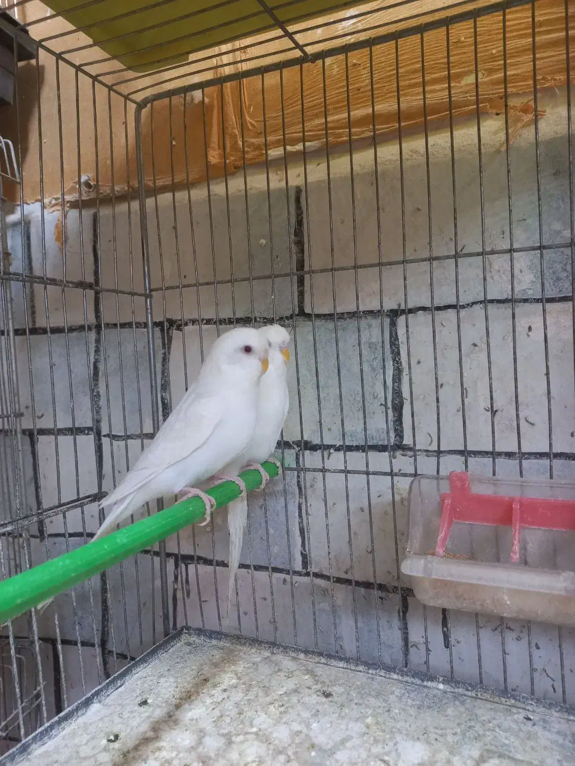 همه نوع مرغ عشق|پرنده|مشگین شهر, |دیوار