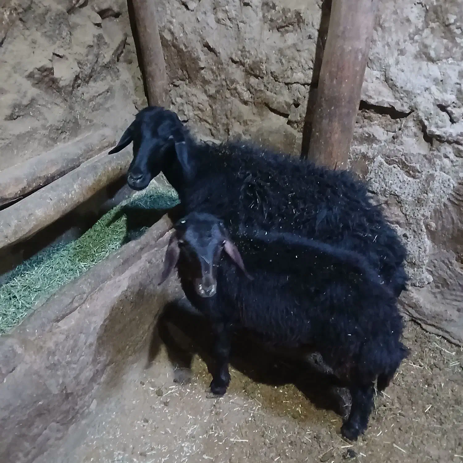 شیشک با بره نر|حیوانات مزرعه|شاهین دژ, |دیوار