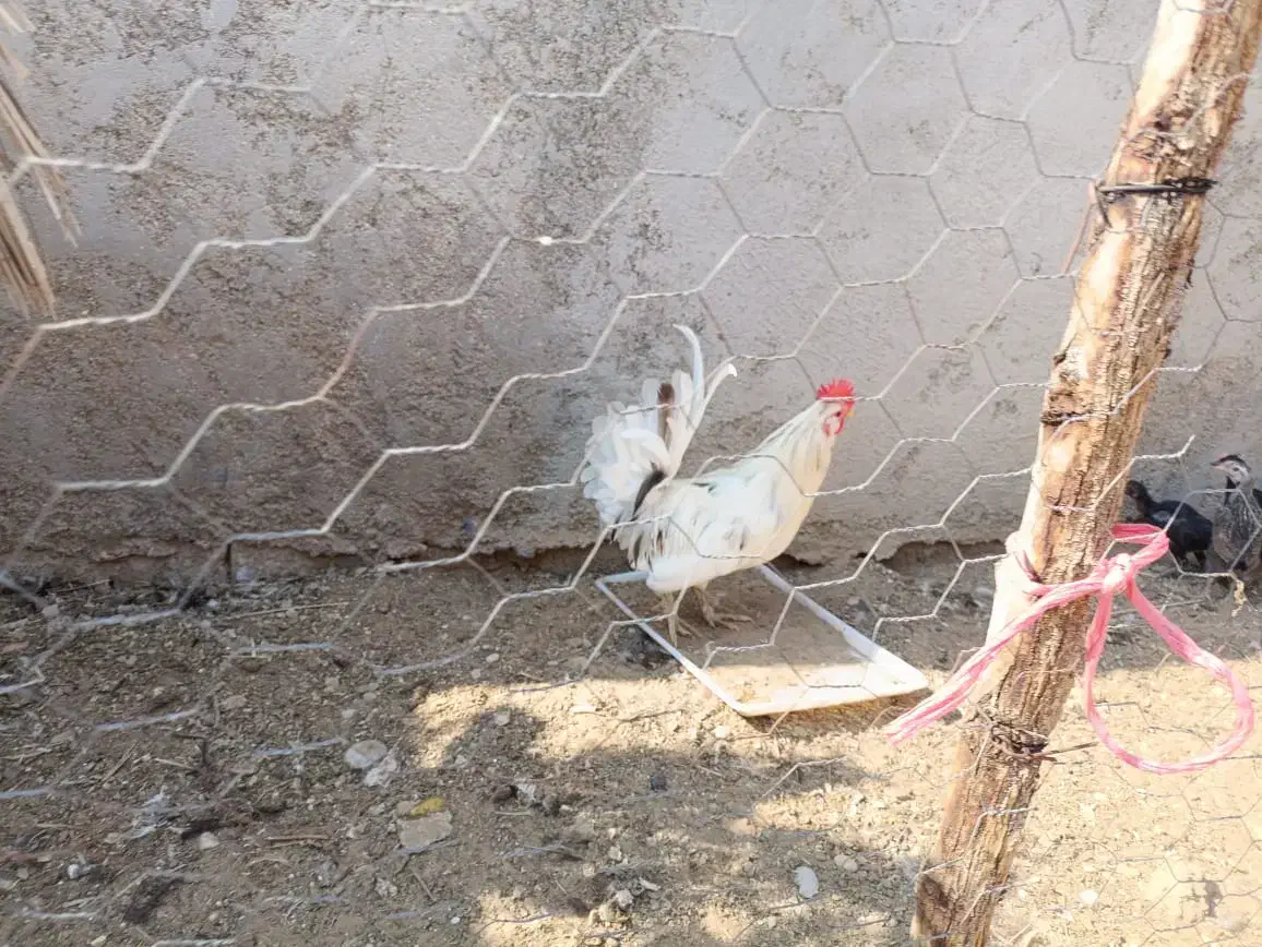 مرغ و خروس پاکر|حیوانات مزرعه|آبپخش, |دیوار