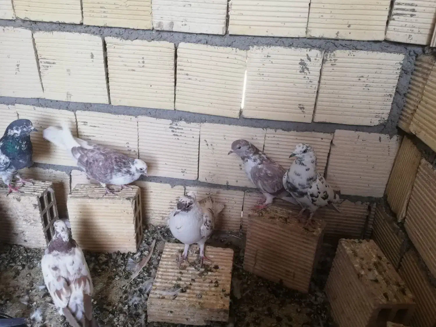 تعدادی کبوتر  تهرانی|پرنده|خمینی‌شهر, |دیوار