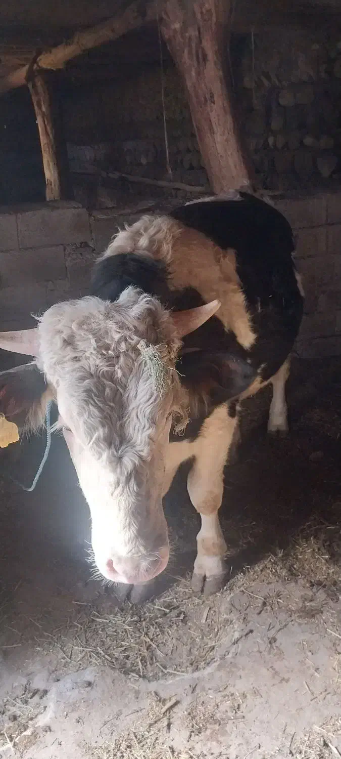 گاو نر|حیوانات مزرعه|مشگین شهر, |دیوار