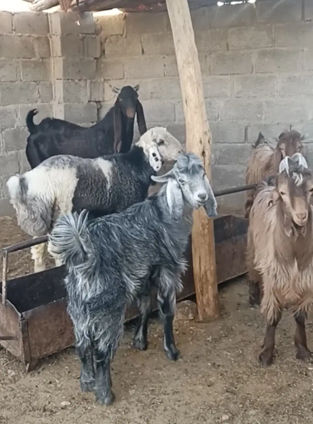 فروشی|حیوانات مزرعه|داراب, |دیوار