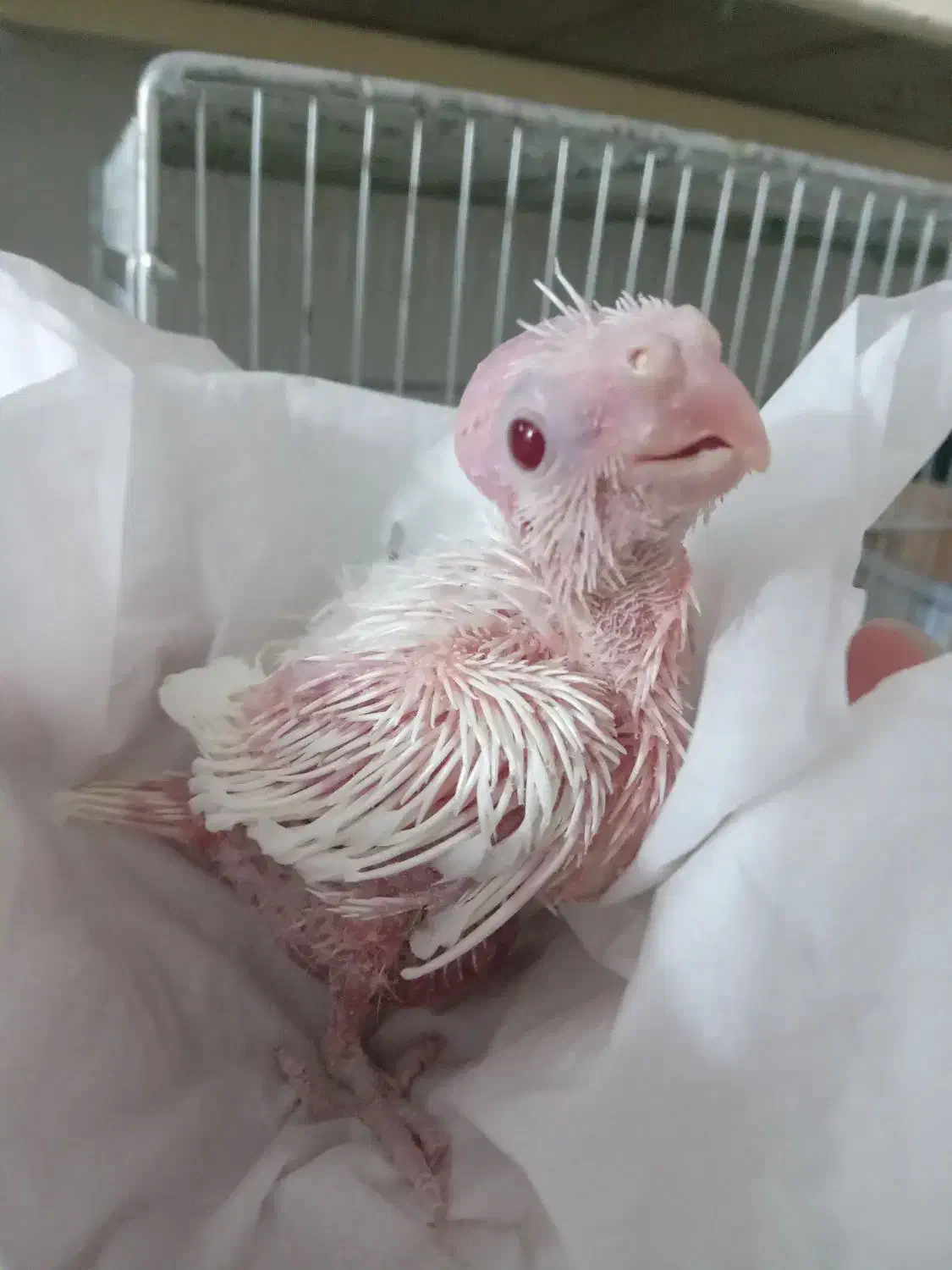 جوجه عروس هلندی  (آلبینو )|پرنده|اصفهان, سرچشمه|دیوار