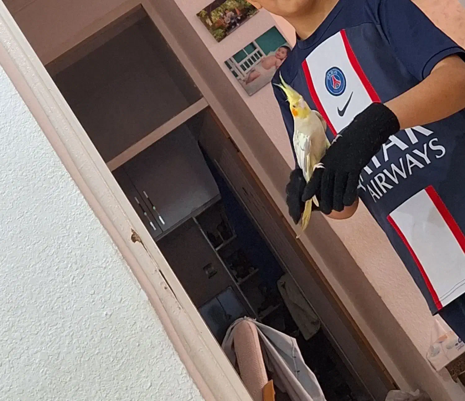 عروس هلندی گمشده|حیوانات|خورموج, |دیوار