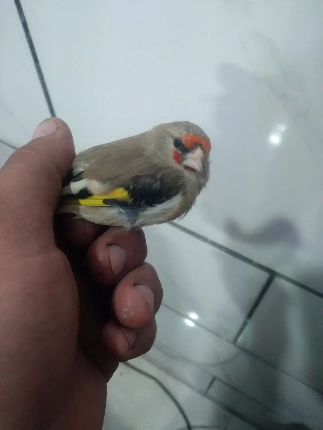 سره کرمانی|پرنده|فولادشهر, مسکن مهر فولادشهر|دیوار