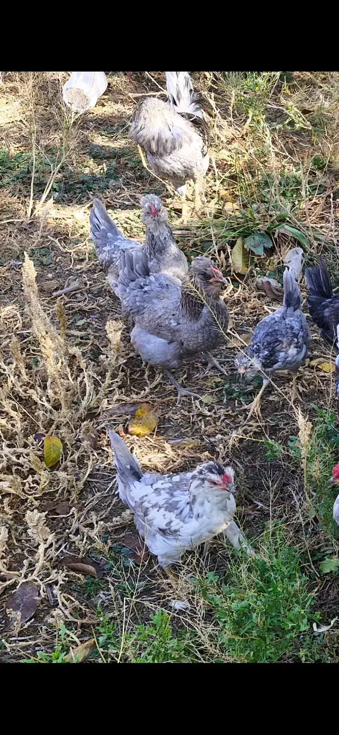 تخم نطفه دار گلین طوسی|حیوانات مزرعه|کرمانشاه, |دیوار