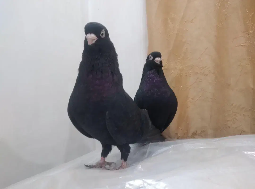 کبوتر صرب اصل|پرنده|صدرا-فارس, فاز ۱|دیوار