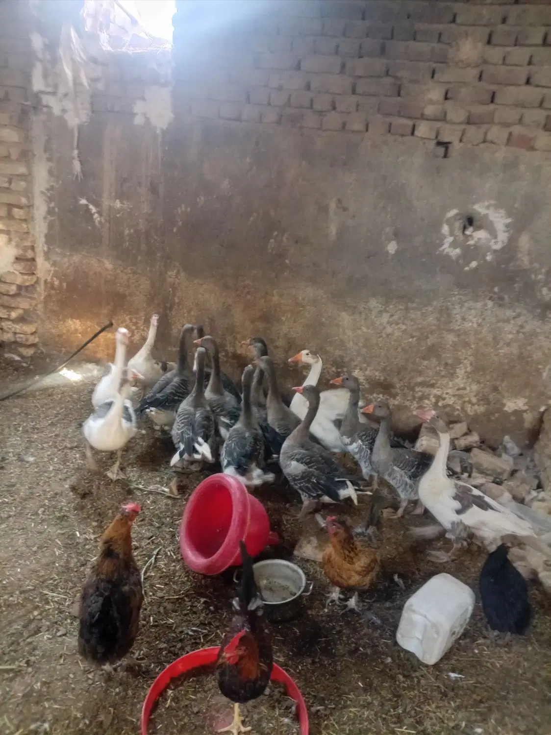 غاز|حیوانات مزرعه|دشتابی, |دیوار