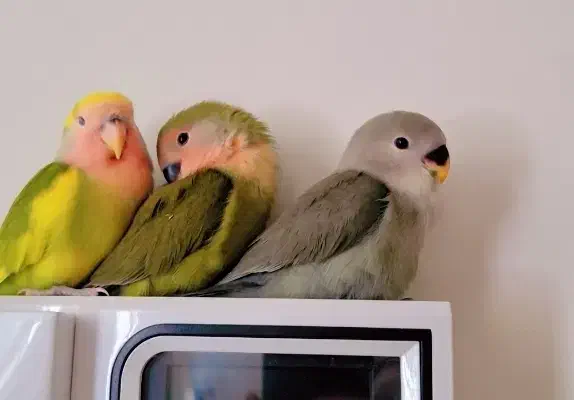 طوطی برزیلی دستی دونخور|پرنده|گرمسار, |دیوار