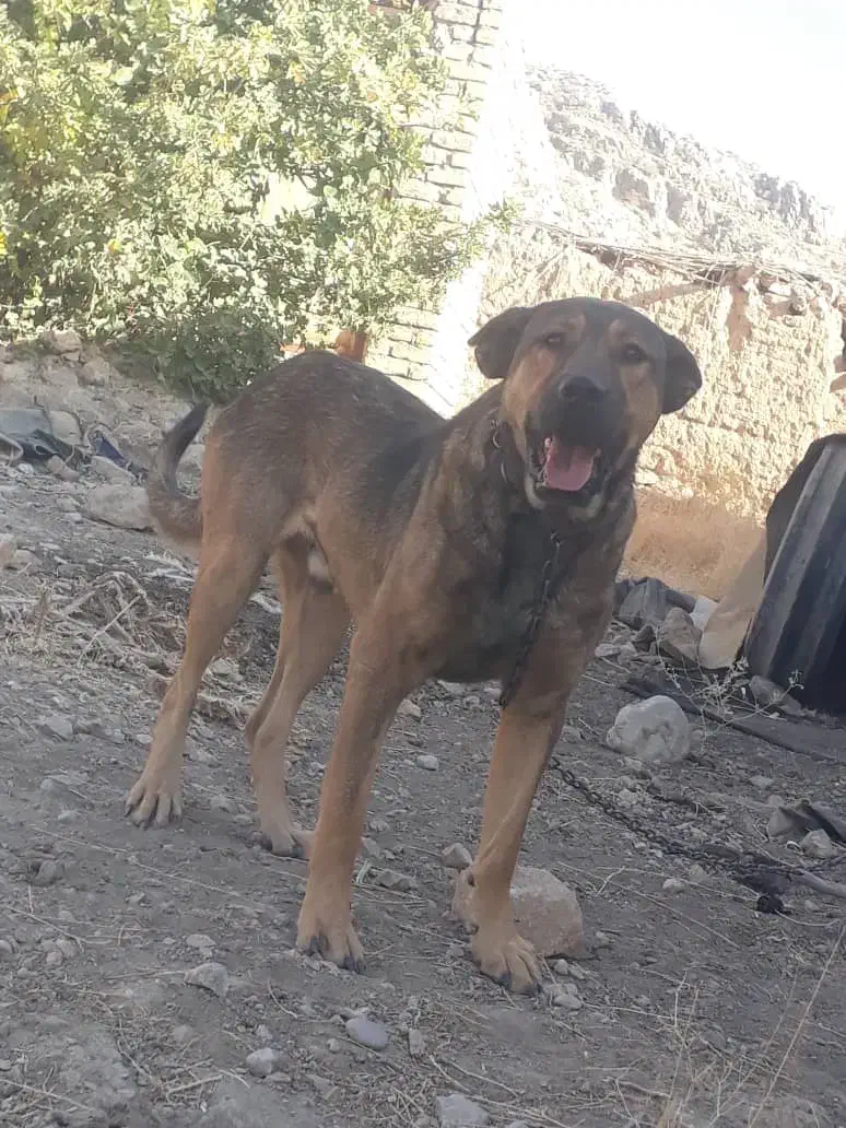 پژدر ۱۴ ماهه|سگ|مرودشت, بیست متری بیمارستان|دیوار