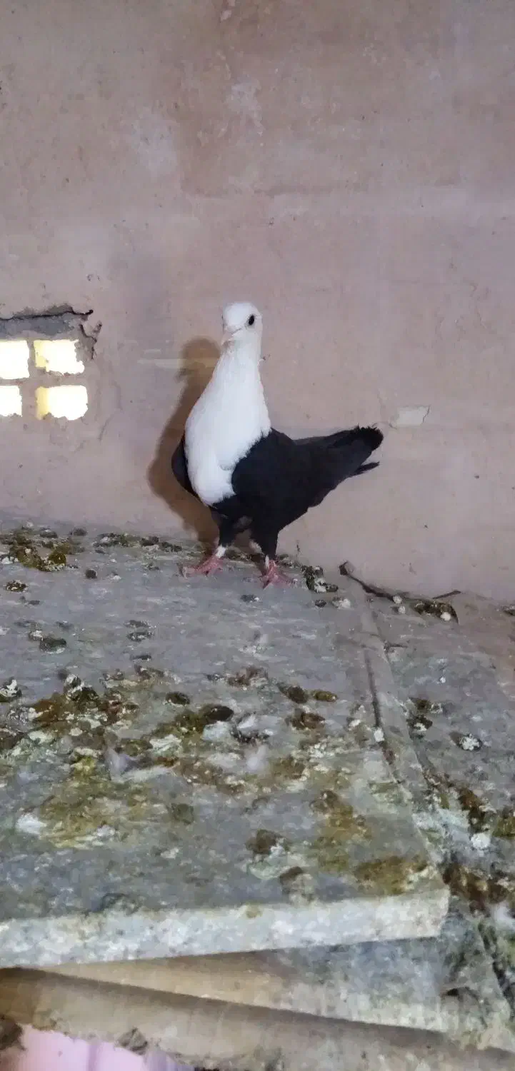 کفتر کله  سفید|پرنده|سبزوار, طبرسی (جعفرآباد)|دیوار